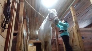 Чищу лошадь и седлаю  конный день 🐴🐴🐴🐎🐎🐎🏇🏇🏇