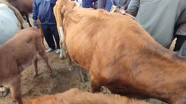 1-ОКТЯБРЬ/ХОЖЕЛИ МАЛ БАЗАРЫ/СКОТНЫЙ РЫНОК/BUQALAR/BIGGEST BULLS IN THE WORLD/BIGG BULLS