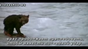 Медвежонок и пума. Медведица спасла медвежонка. Очень трогательно до слёз.