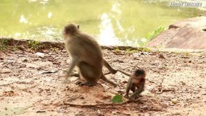 Monkey Amra She Exhaust  Look After Baby Monkey Lucas. Mom Leyla Don't Care She Happy When Not Luca