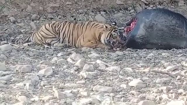 22 Feb. 2022 Ranthambore National Park Zone 10, Tiger Ne Kiya Buffalo ka Shikar