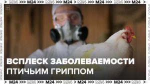 Роспотребнадзор заявил о высоком риске распространения вируса птичьего гриппа - Москва 24