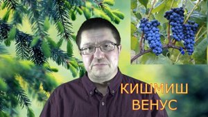 Мои сорта кишмишей на севере Беларуси // My grape varieties without seeds in the north of Belarus