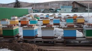 Результат зимовки