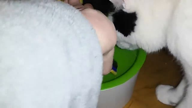 FELIX Sélection en gelée - 2 saveurs au choix - Zoomalia смотреть онлайн