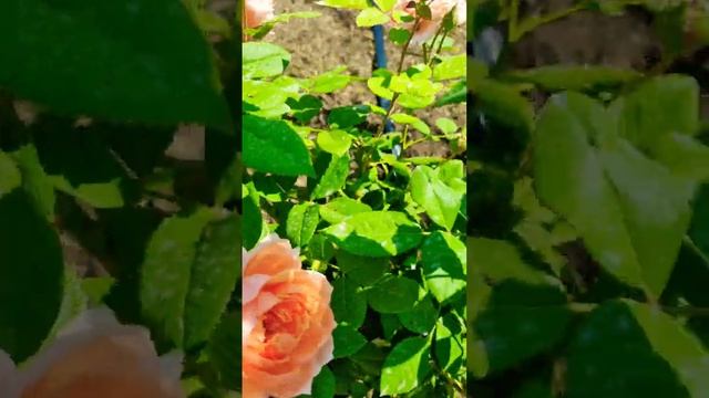 Роза Поль Бокюз / rose Paul Bocuse short #садоводство #розарий #цветы