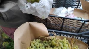Медицинские шапочки для винограда - дешевое и эффективное средство против ос и птиц - ГНИЛЕЙ НЕТ!!!