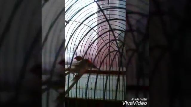 VLOG:о моих птицах🐦🐦🐦