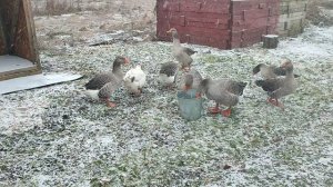 Нельзя ставить гусям 🪿 ведро с водой, они могут задохнуться ☝ Ответ на комментарий 💬 🤔