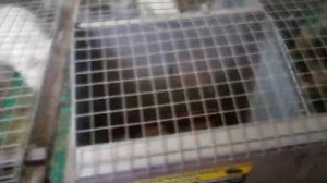 Видеообзор клеток Александра Воронкова ("В гостях у Дяди Саши")