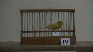 VІ-й чемпионат канареек овсяночного напева "Лучший кенар-солист 2016"