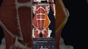 Мышцы живота. Анатомия и функции.mm. abdominis