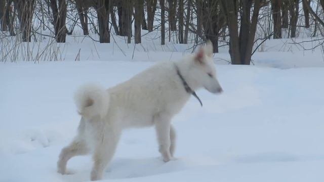 Соболь на охране/Девчонки играют/