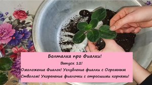 Болталка про Фиалки! Выпуск 12: Омоложение Фиалок! Углубление фиалки с Огромным Стволом!