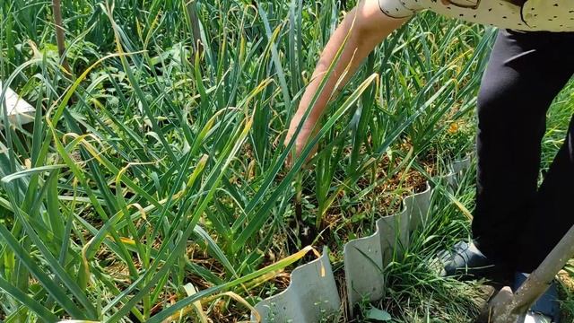 Последняя подкормка чеснока для хорошего урожая.  Удаляю стрелки.