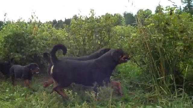 игры детишек-ротти смотреть онлайн