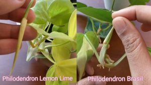 Photos vs Philodendron Are They Same ? Don't be confused...!!!