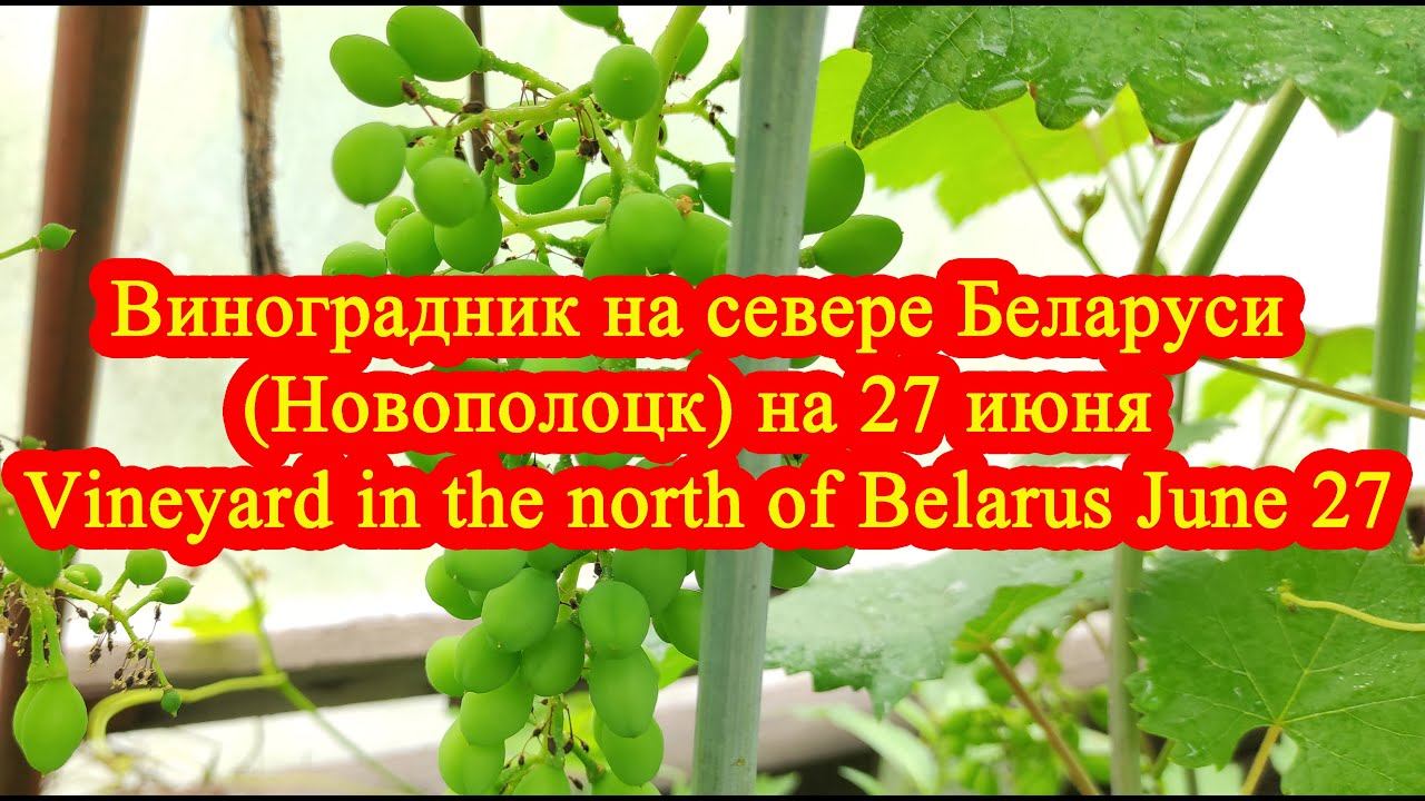 Виноградник на севере Беларуси (Новополоцк) на 27 июня / Vineyard in the north of Belarus June 27