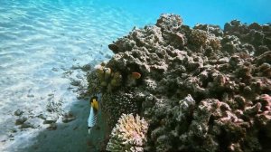 GoPro Hero 12 in Action Underwater #gopro12  #snorkeling #redsea