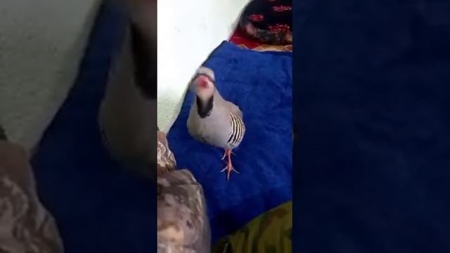 шикори гаранти✍️✍️🔔👍☎️ смотреть онлайн