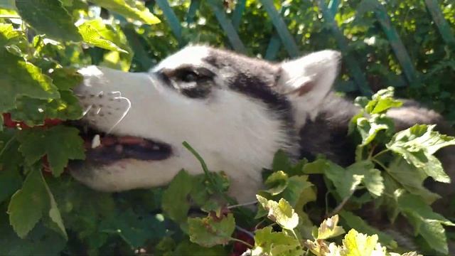 Собака принимает витамины смотреть онлайн