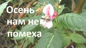 Сентябрь, бабье лето, как работают пчелы