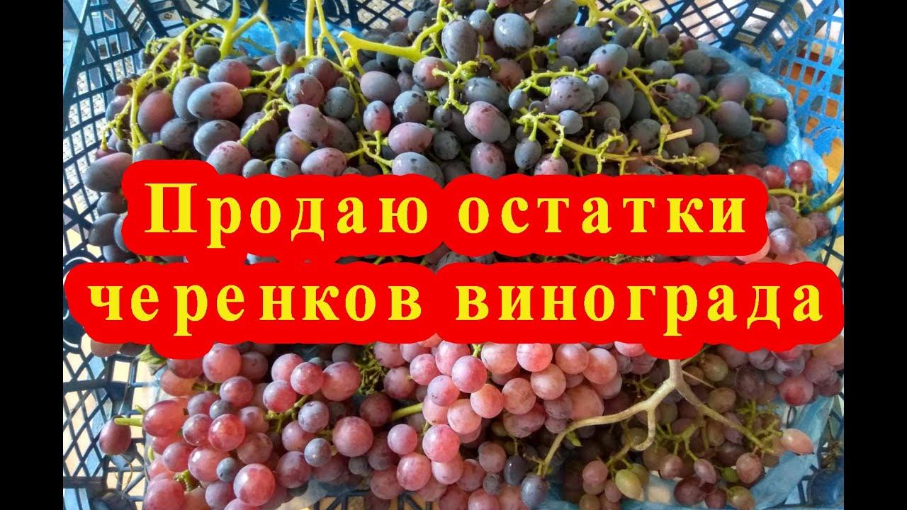 Купить Черенки Винограда В Саратове На Авито
