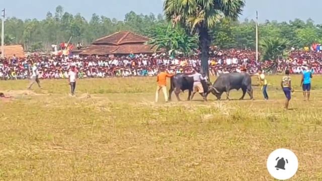 মিশিরডি কাড়া লড়াই 2022 Santosh Mahato vs Damodar Mahato #mishirdih_kara_lorai