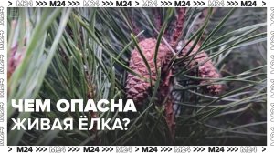 Чем опасны живые ёлки? — Москва 24