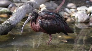 20659680-hd_1920_1080_24fps