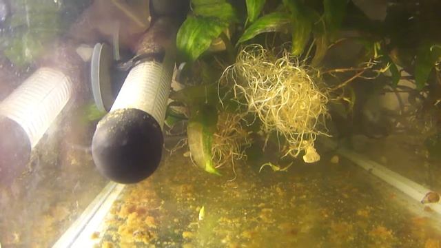 Итоги нереста Желто-Зеленого Данео смотреть онлайн