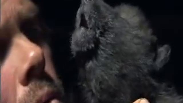 Мужчина учит волчонка выть!.mp4 смотреть онлайн