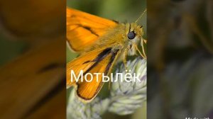 Насекомые Евразии#6