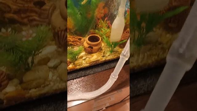 Сифоню грунт в ходе подмены воды в аквариуме. смотреть онлайн