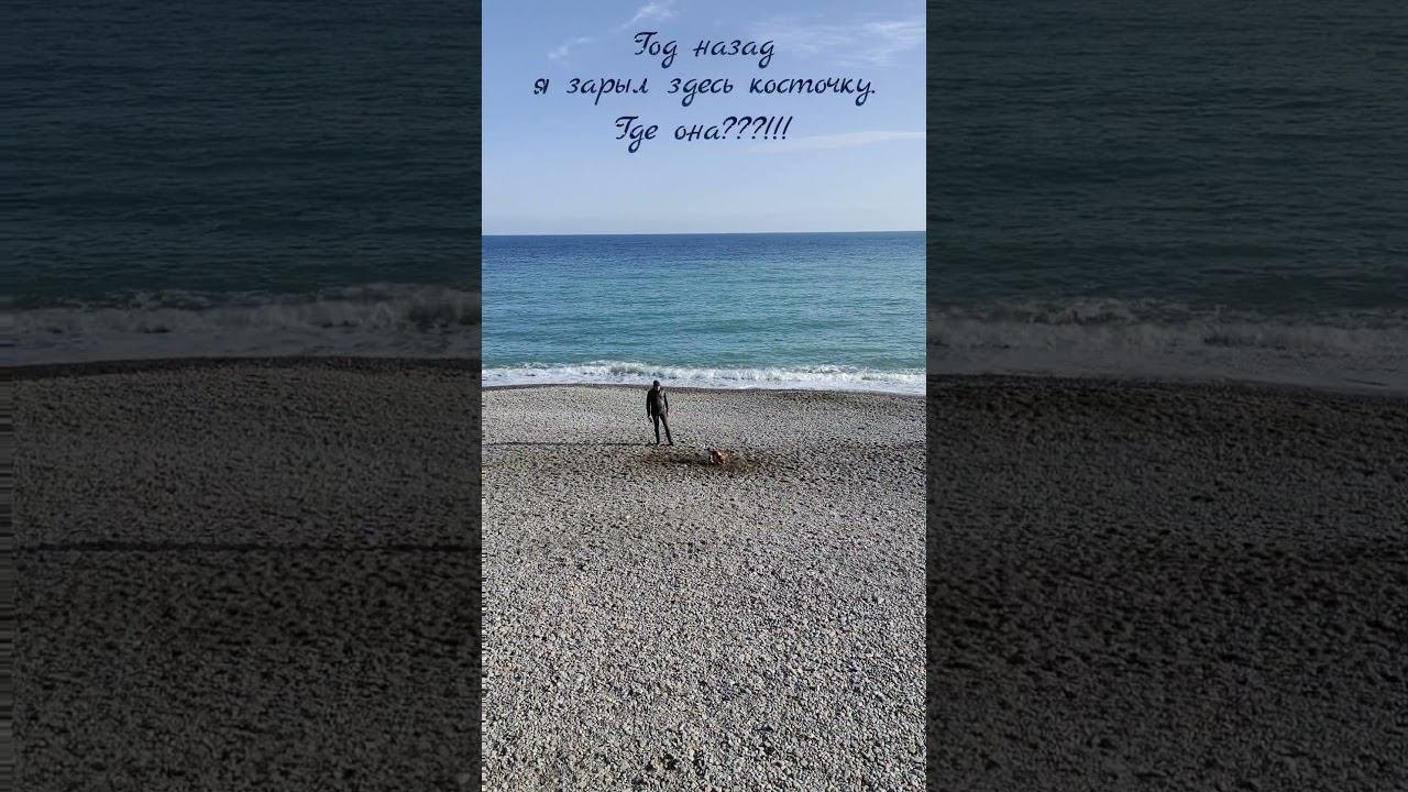 Когда года назад зарыл косточку и не можешь вспомнить где #ялта2024 #ялта #море #собакен