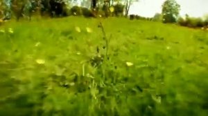 Божья коровка.  Мультфильм