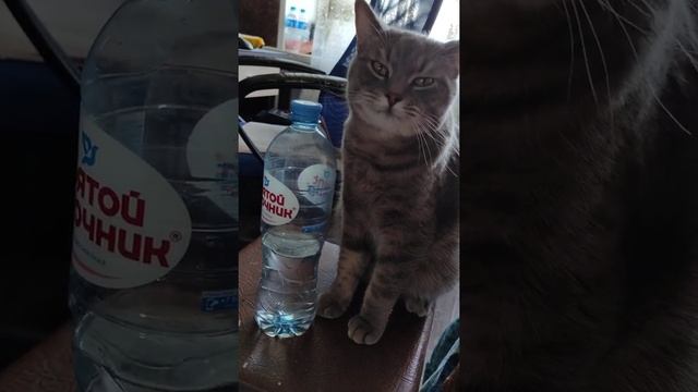 Мой кот пытается открыть бутылку воды