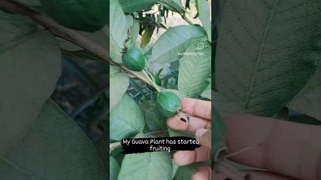 Guava Plant Has Started Fruiting