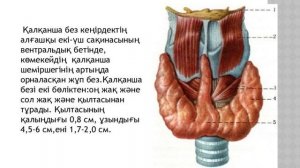 қалқанша без.қалқанша бездің ұлғаюы.