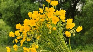 Муринский парк