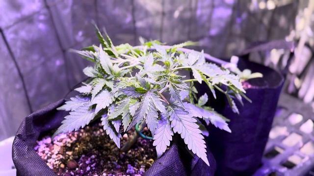 Week 3 Update смотреть онлайн