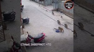 Обезьяны нападают на людей