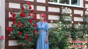 Роза Амадеус  Первое цветение