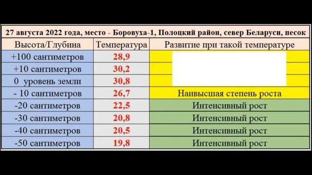 Активность корневой системы винограда на конец августа 2022, Полоцкий район, север Беларуси, песок