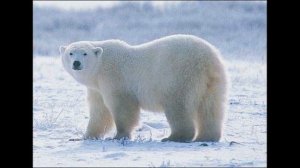 "Белый медведь: Повелитель Арктики"