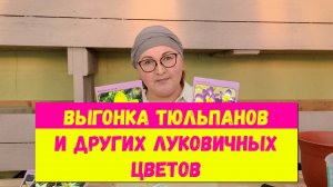 Выгонка тюльпанов и других луковичных цветов