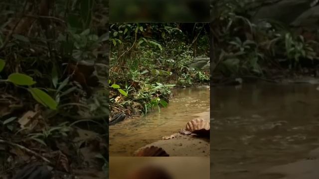 The Smallest Wildcat. Rusty-Spotted Cat #animals #nature #wildlife