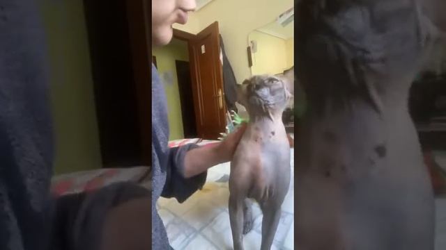 Кошечка сфинкс просит ласки ❤️❤️