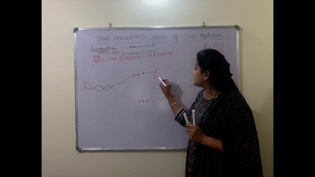 MECHANISM OF REPLICATION