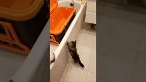 Термоконтейнер Биосталь 80 литров Обзор.